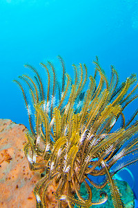 羽毛星，Lembeh，北苏拉威西岛，印度尼西亚