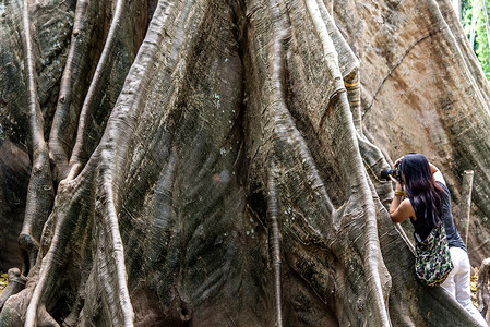 泰国乌泰他尼省 Ban Sanam 的年轻女子背着单肩包，用相机拍照巨树，人与巨树的大小比较。