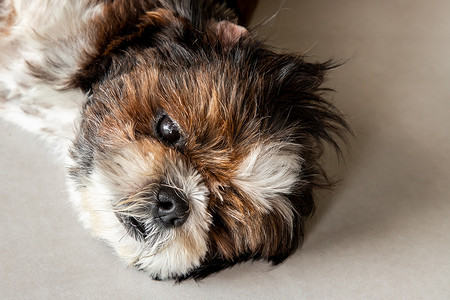有趣的 Shih tzu 狗在家里的地板上睡觉和放松。