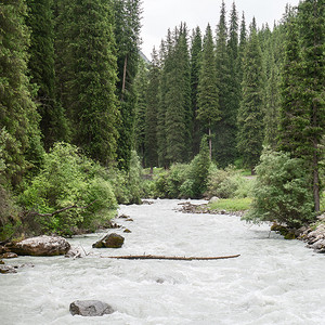 河流和树木的急流。