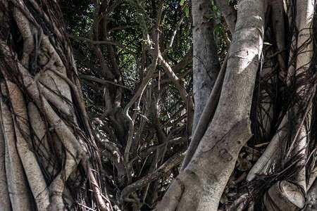 榕树 (Ficus benjamina) 大而古老，生长在公园里，被称为哭泣无花果、本杰明无花果或榕树。