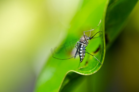 自然界中的蚊子
