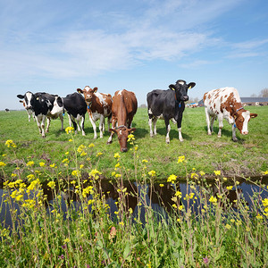 荷兰乌得勒支和豪达之间草地上的斑点牛和黄色春花
