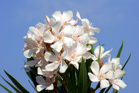 夹竹桃的白色花朵