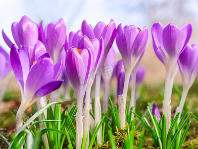 美丽的春天开花的紫色番红花花