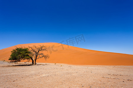 45 号沙丘在 sossusvlei 纳米比亚与绿树
