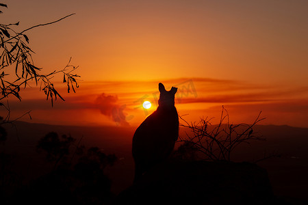一只梅摄影照片_一只袋鼠在岩石上的剪影，背景是美丽的日落。