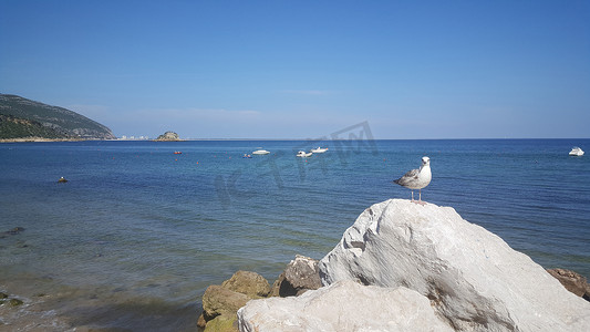 Praia de Portinho 岩石上的海鸥