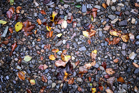 秋季落叶背景溪水中彩色湿卵石