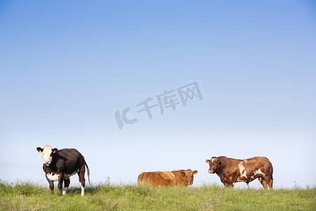 奶牛斑点摄影照片_荷兰堤坝上绿草丛生的布伦斑点公牛和奶牛在蓝天下
