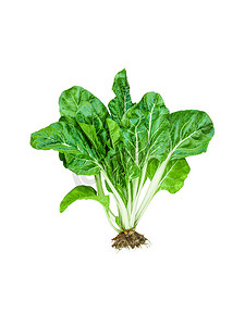 绿色菜叶摄影照片_分离的绿色瑞士甜菜或带根的银甜菜整株植物，用于健康食品的可食用生菜