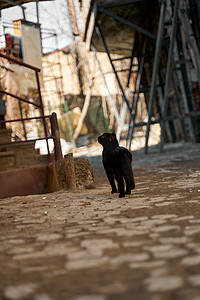 流浪的人摄影照片_一只流浪的黑猫走在胡同里