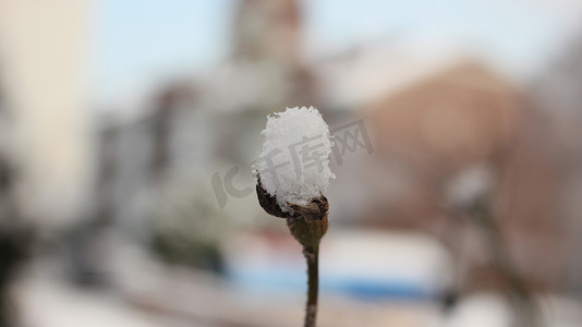 冬季降雪期间植物叶子上的雪