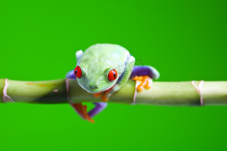 绿色小青蛙摄影照片_彩色背景丛林中的青蛙