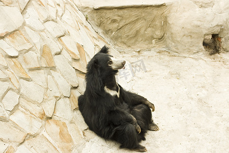 一只棕熊坐在山边，爪子叠在膝上