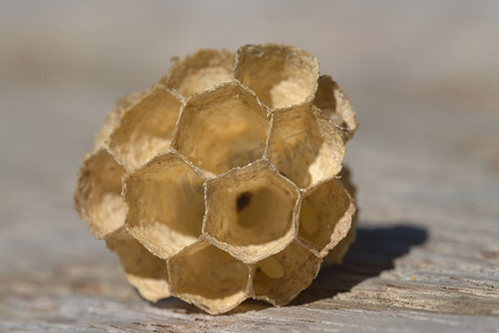 小纸蜂巢，以超宏观视角显示。