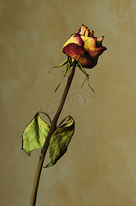 枯萎的摄影照片_黄色带纹理的背景上枯萎的玫瑰