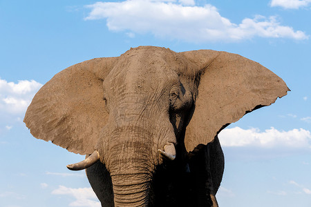 乔贝国家公园的非洲大象