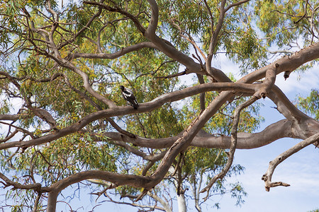 一只喜鹊坐在一棵树胶树上，树上有绿叶和蓝天的棕色树枝