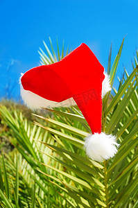 圣诞帽绿色摄影照片_棕榈树上的圣诞帽