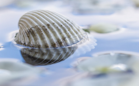融合与摄影照片_水面上的白色海螺壳与反射