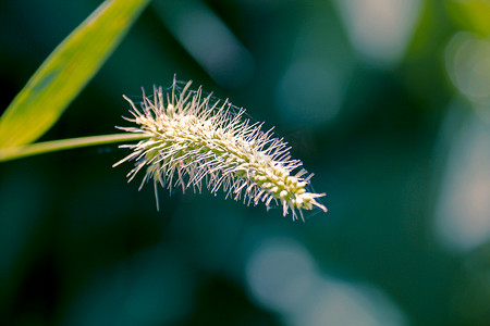 狗尾草，绿色狗尾草，绿色狗尾草