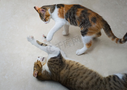 两只混血虎斑猫在地板上打架。
