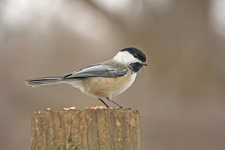 黑顶山雀 (Poecile atricapillus)