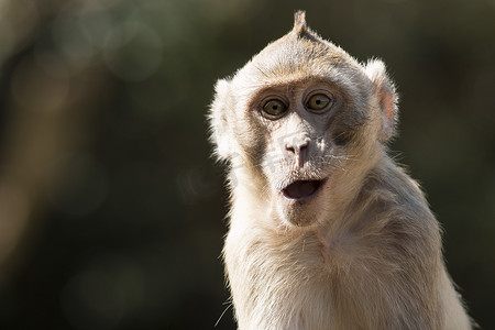 土豆表情摄影照片_野生动物猴肖像