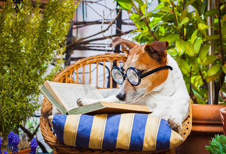 读一本书的狗