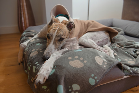 狗爪子摄影照片_宠物灵缇犬穿着睡衣倒在狗床上