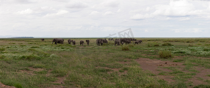 许多大象在大草原上吃草