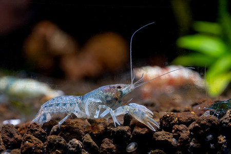 蓝龙虾摄影照片_白色蓝矮小龙虾沿着水族箱边缘行走，在水生土壤中寻找食物，背景是其他虾和绿色植物。