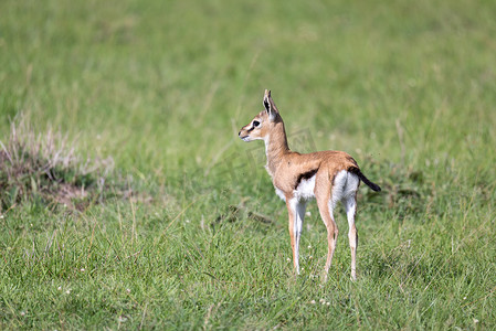 肯尼亚草地上一只非常年轻的汤姆森瞪羚