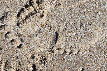 夏季沙滩上美丽而细致的脚印