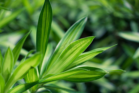 龙血树属植物绿色叶子关闭为背景。