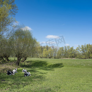 荷兰部分土地 van maas en waal 的蓝天下，阳光明媚的春日，小牛在草地上开着春天的花朵