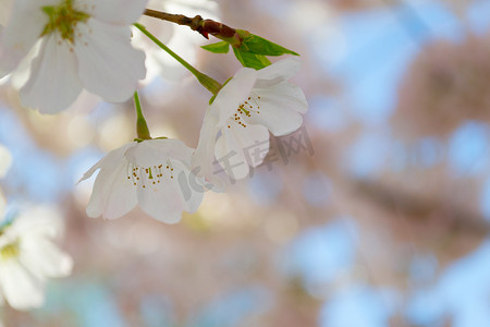 两朵樱桃树花