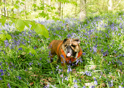 红色的英国斗牛犬抬头，舔着舌头，在春日炎热的阳光明媚的日子里坐在风信子里