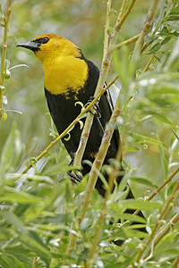 雄性黄头黑鸫 (Xanthocephalus xanthocephalus)