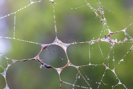 喷丝板摄影照片_有水滴的大蜘蛛网