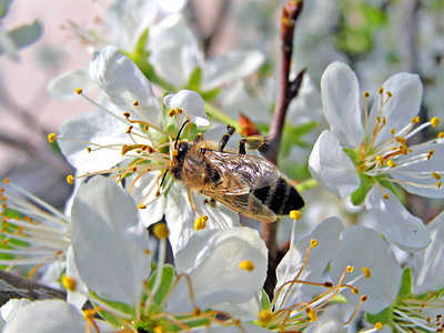 梅花上的蜜蜂
