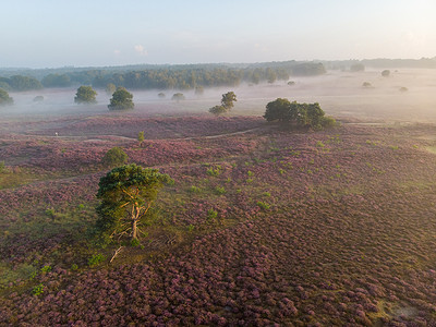 荷兰 Veluwe Zuiderheide 公园盛开的石南花田、盛开的紫粉色石南花、盛开的加热器