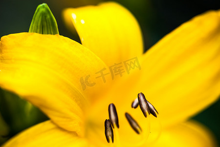 黄色百合摄影照片_盛开的黄色百合花的特写