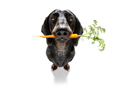 狗嘴里含着健康的纯素胡萝卜