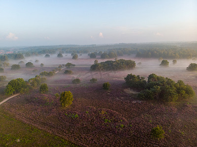 粉色弥散摄影照片_荷兰 Veluwe Zuiderheide 公园盛开的石南花田、盛开的紫粉色石南花、盛开的加热器