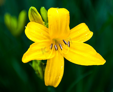 盛开的黄色百合花的特写