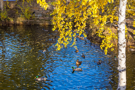 几只鸭子在公园的池塘里游泳寻找食物。