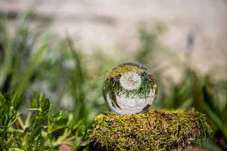 仿真水晶球摄影照片_苔藓覆盖的石头上蒲公英花的水晶球