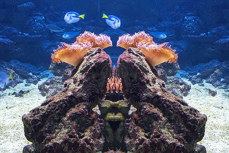 中鱼图摄影照片_五颜六色的美丽鱼和海中的水下景观。